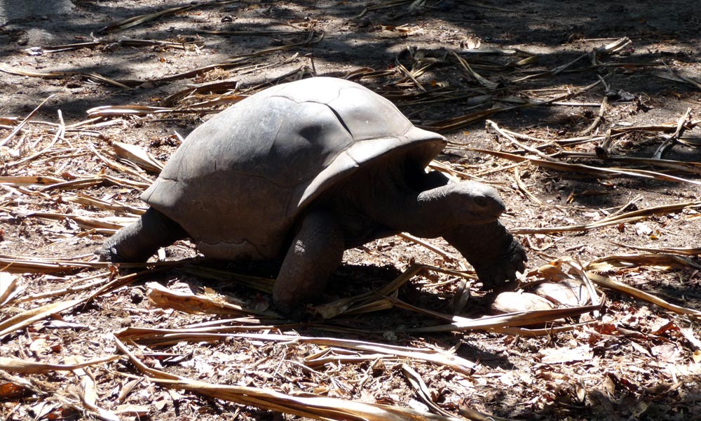 Seychellen